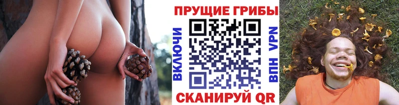 купить  сайты  Щёлково  Галлюциногенные грибы Psilocybine cubensis 